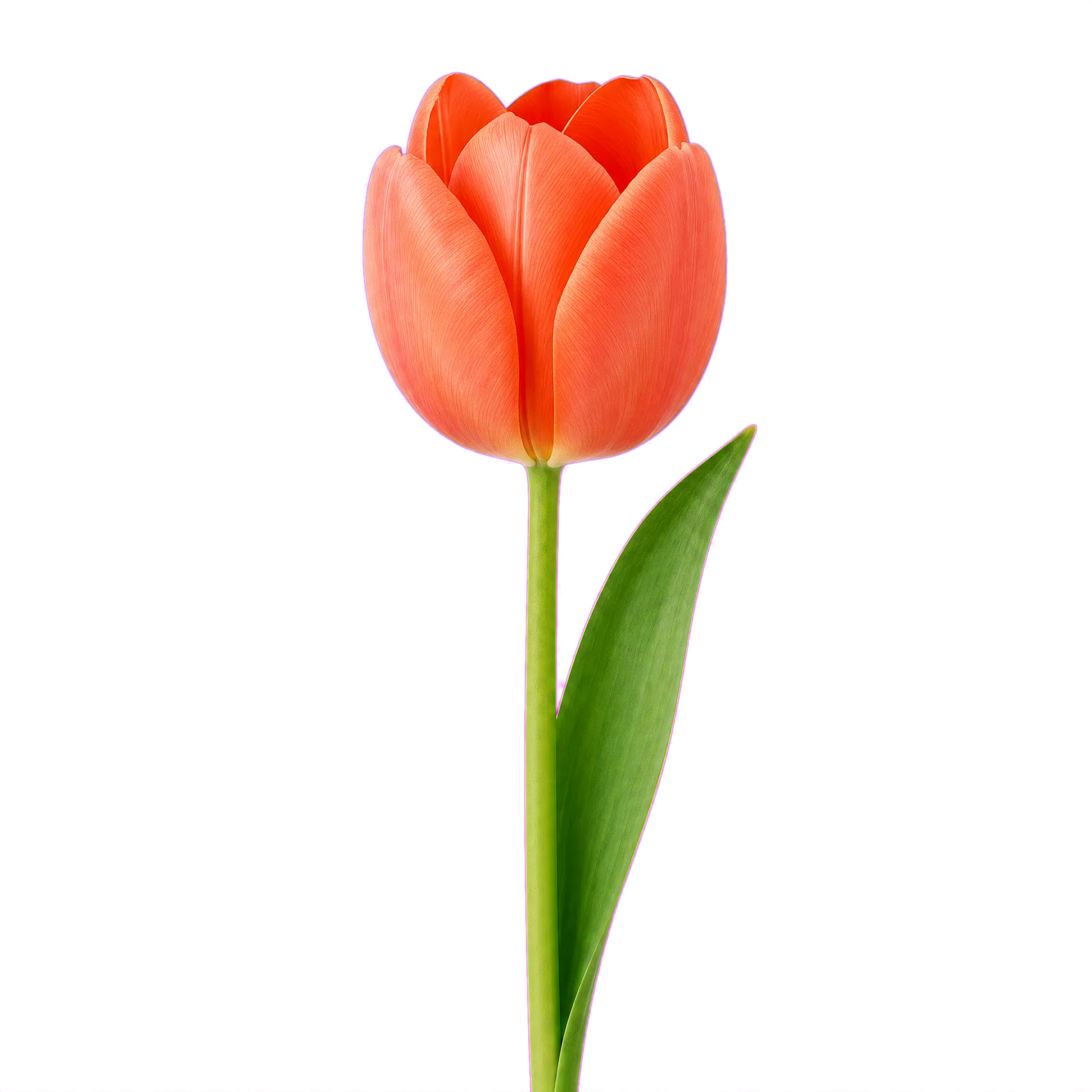 珊瑚色郁金香花材