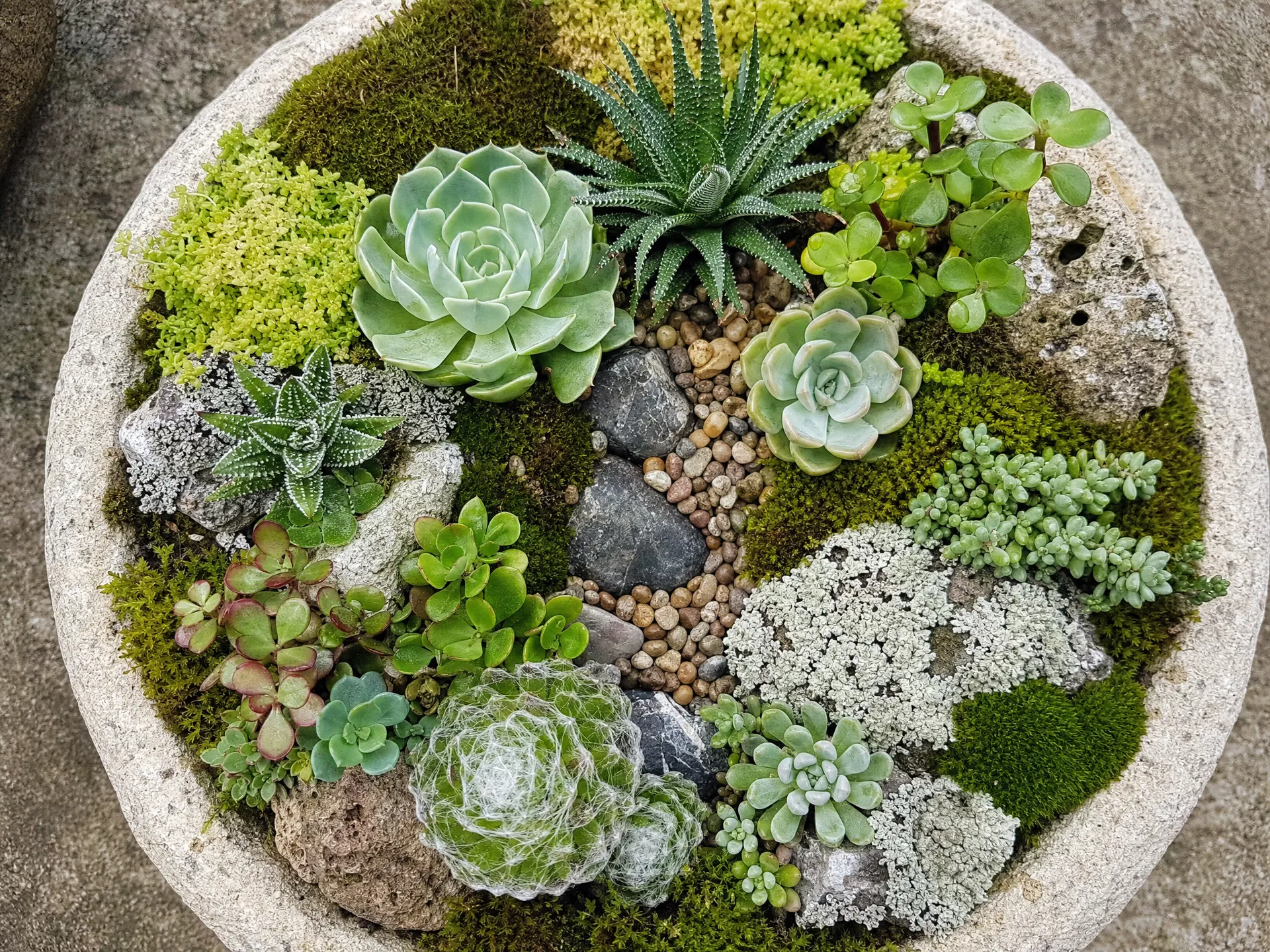 多肉植物微景观作品:浅石盆中的多肉造景
